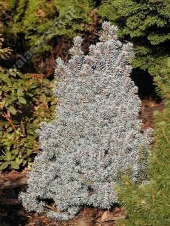 Picea glauca 'Alberta Blue' 